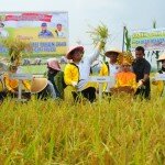 Bupati Inhu, Yopi Arianto panen raya padi di Desa Rakit Kulim. Foto Humas Inhu